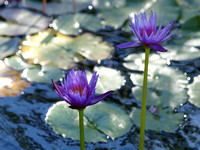 038_cmd_Water Lilies from Bontanical