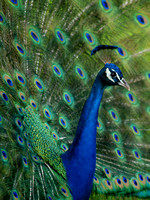027_Peacock from Mayfield Park 2-v